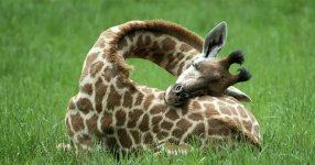sleeping-giraffes-fb__700.jpg